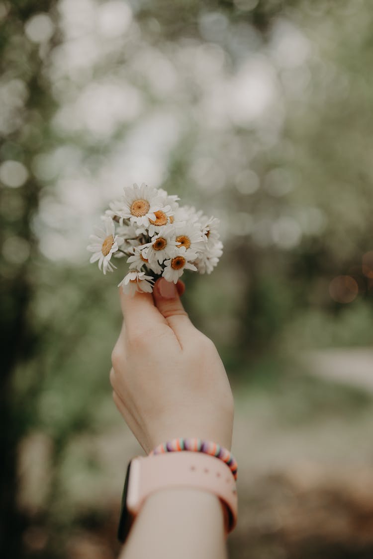 Bunch Of White Daisies In Womans Hand