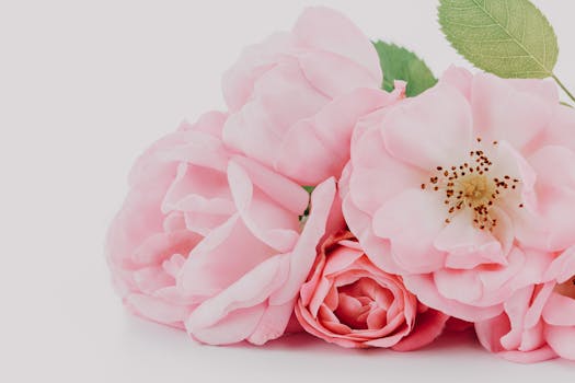 A close-up of pink roses showcasing their delicate petals and beauty.