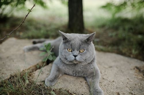 Free A cute gray British Shorthair cat lying outdoors with a curious expression. Stock Photo