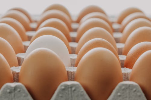 Foto profissional grátis de caixa de ovos, cascas de ovo, foco raso