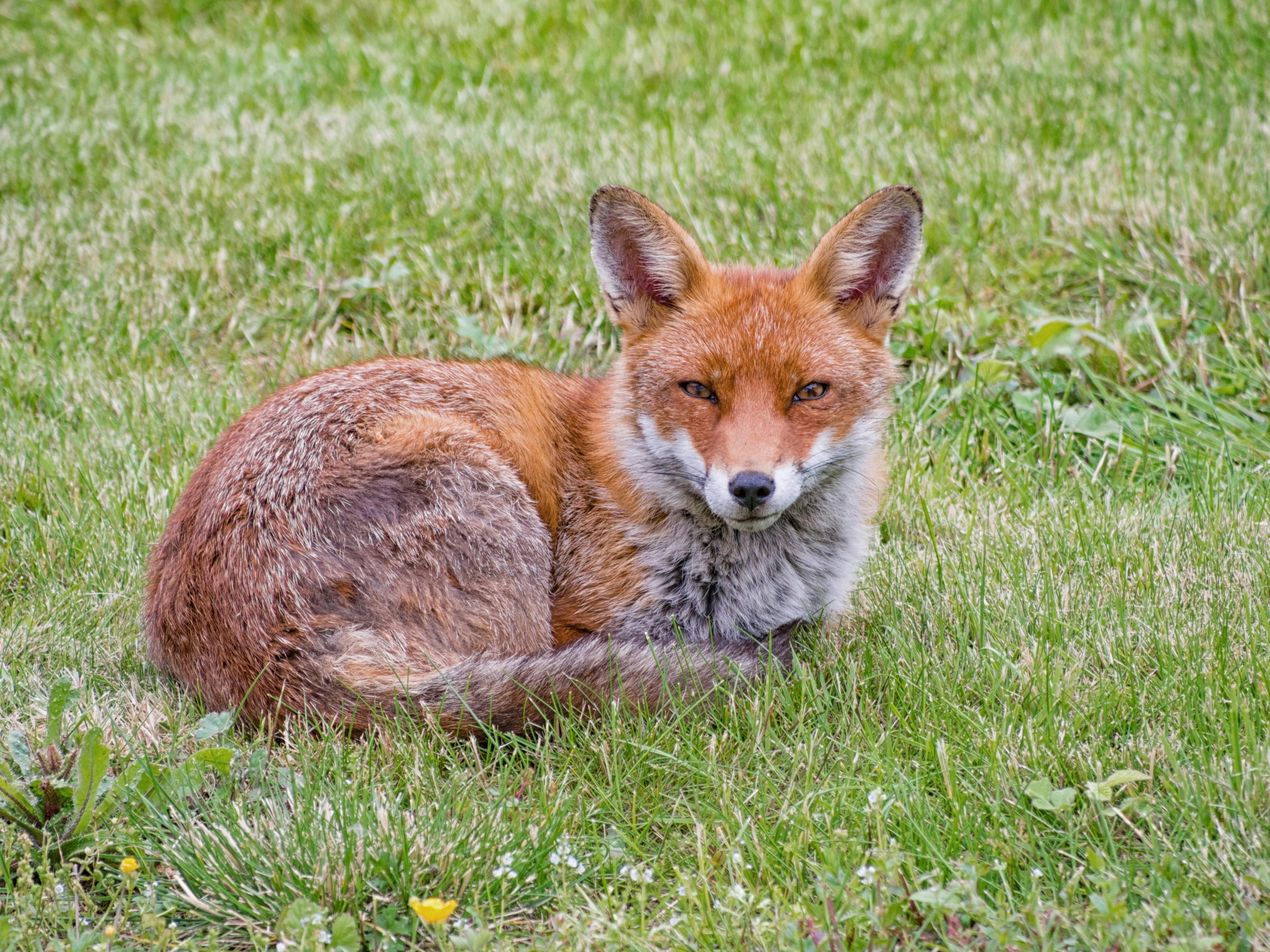 ロンドン 動物 狐の無料の写真素材