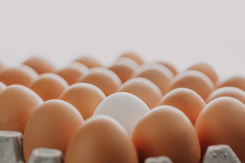 Free Brown Eggs on a Tray  Stock Photo