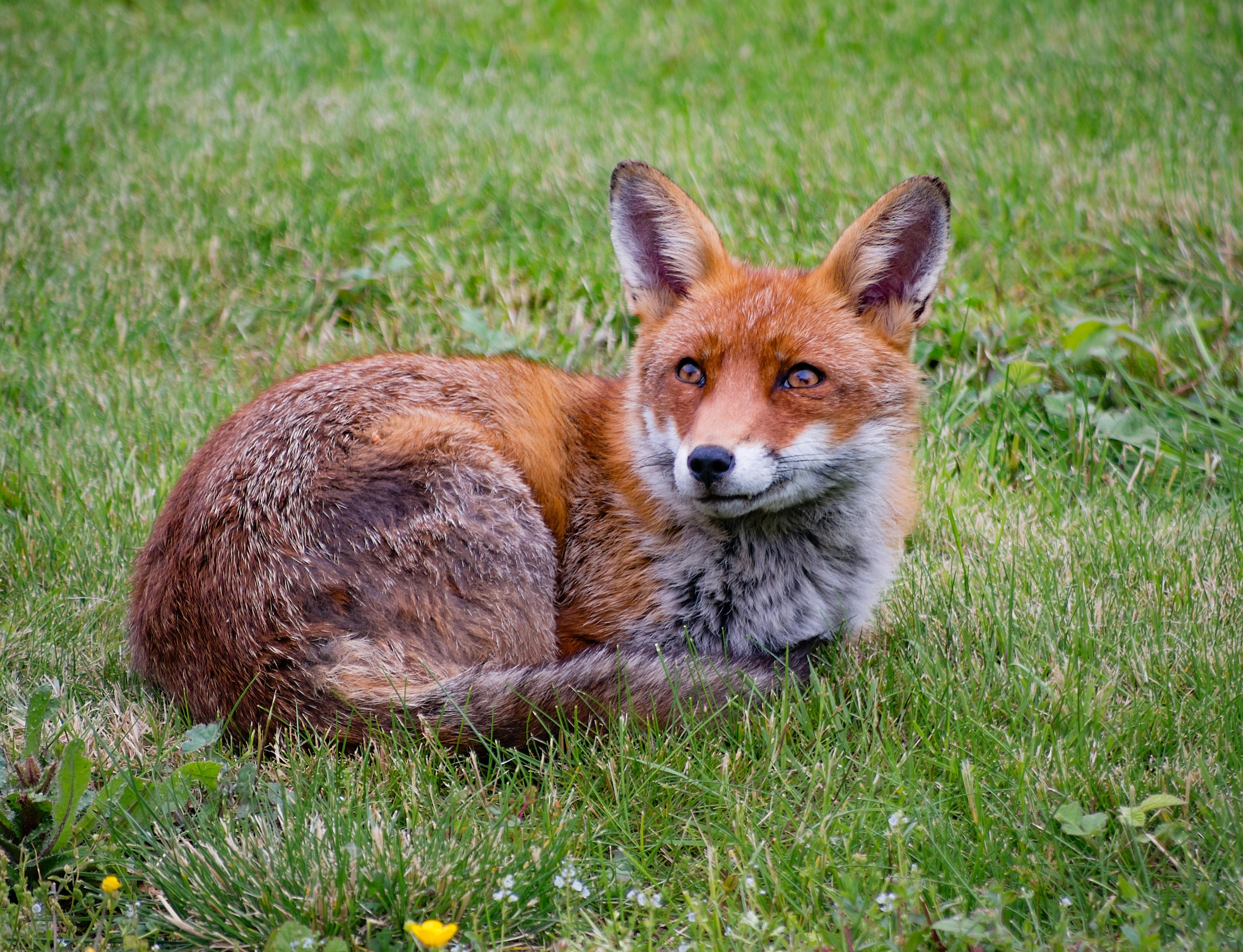 ロンドン 動物 狐の無料の写真素材