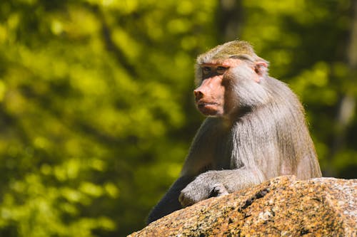 Free 動物攝影, 猿, 獼猴 的 免费素材图片 Stock Photo