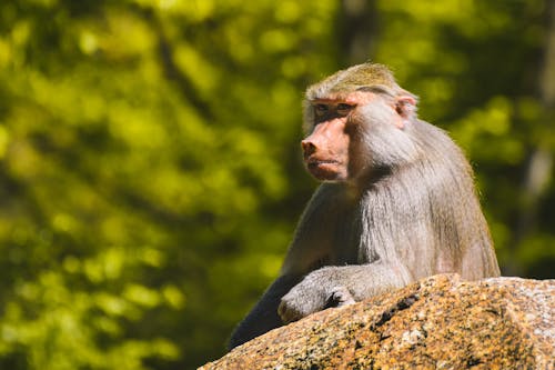 Close-up Photo of Macaque 