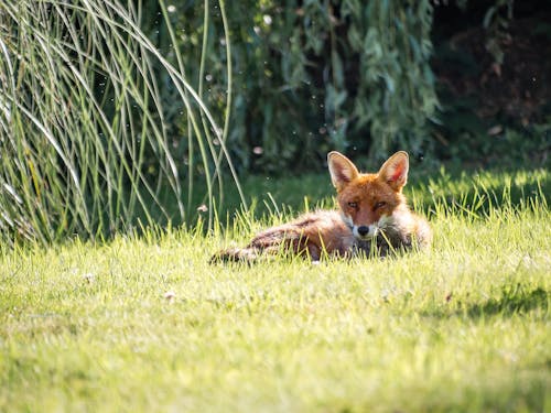 잔디에 누워있는 여우의 사진