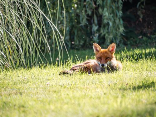 Free A red fox relaxing in the sunshine on a grassy field in Greater London. Stock Photo