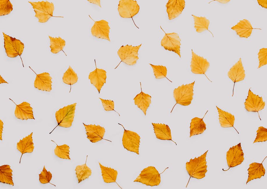 Bright yellow autumn leaves arranged on a white background with a minimalist design.