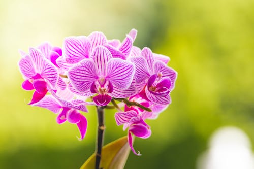 Close-Up Shot of Purple Orchids