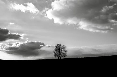Clouds Floating Over a Silhouette of a Single Tree
