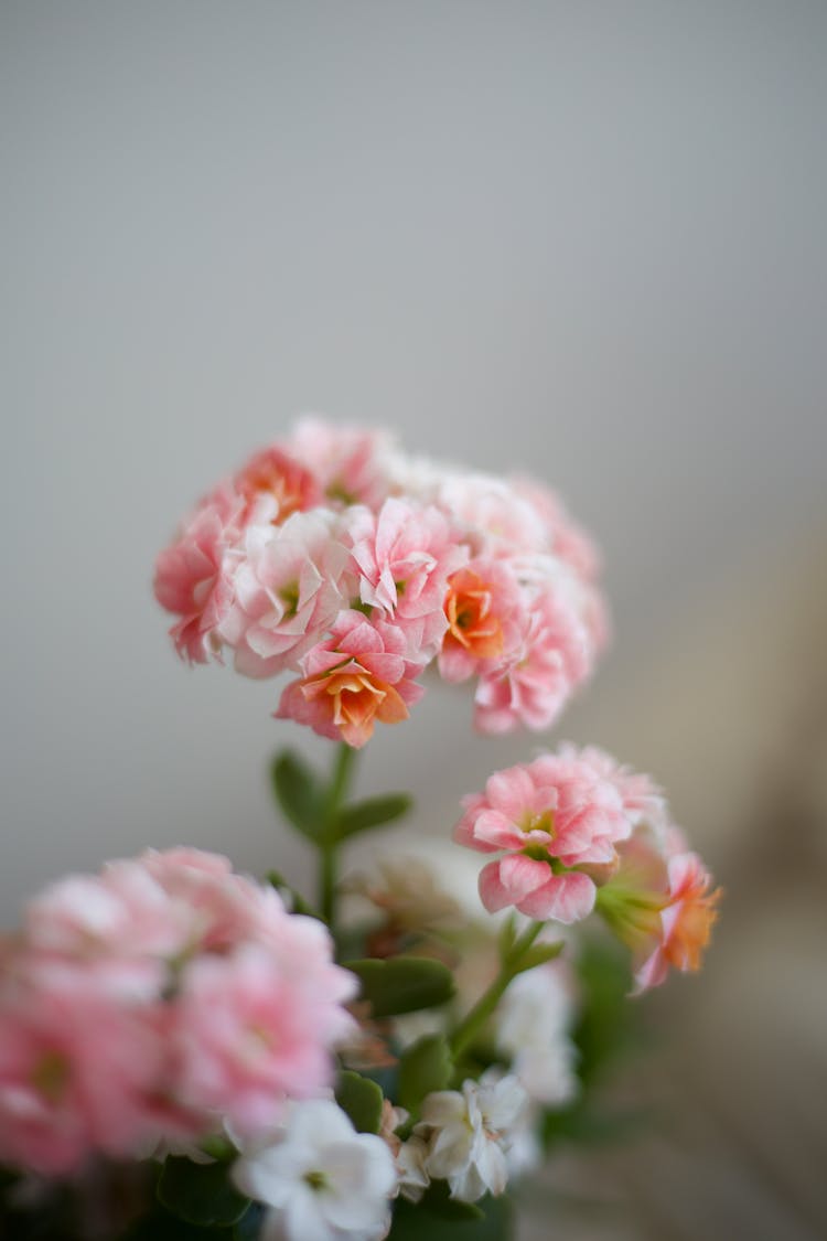 Close Up Of A Pink Begonia Flower