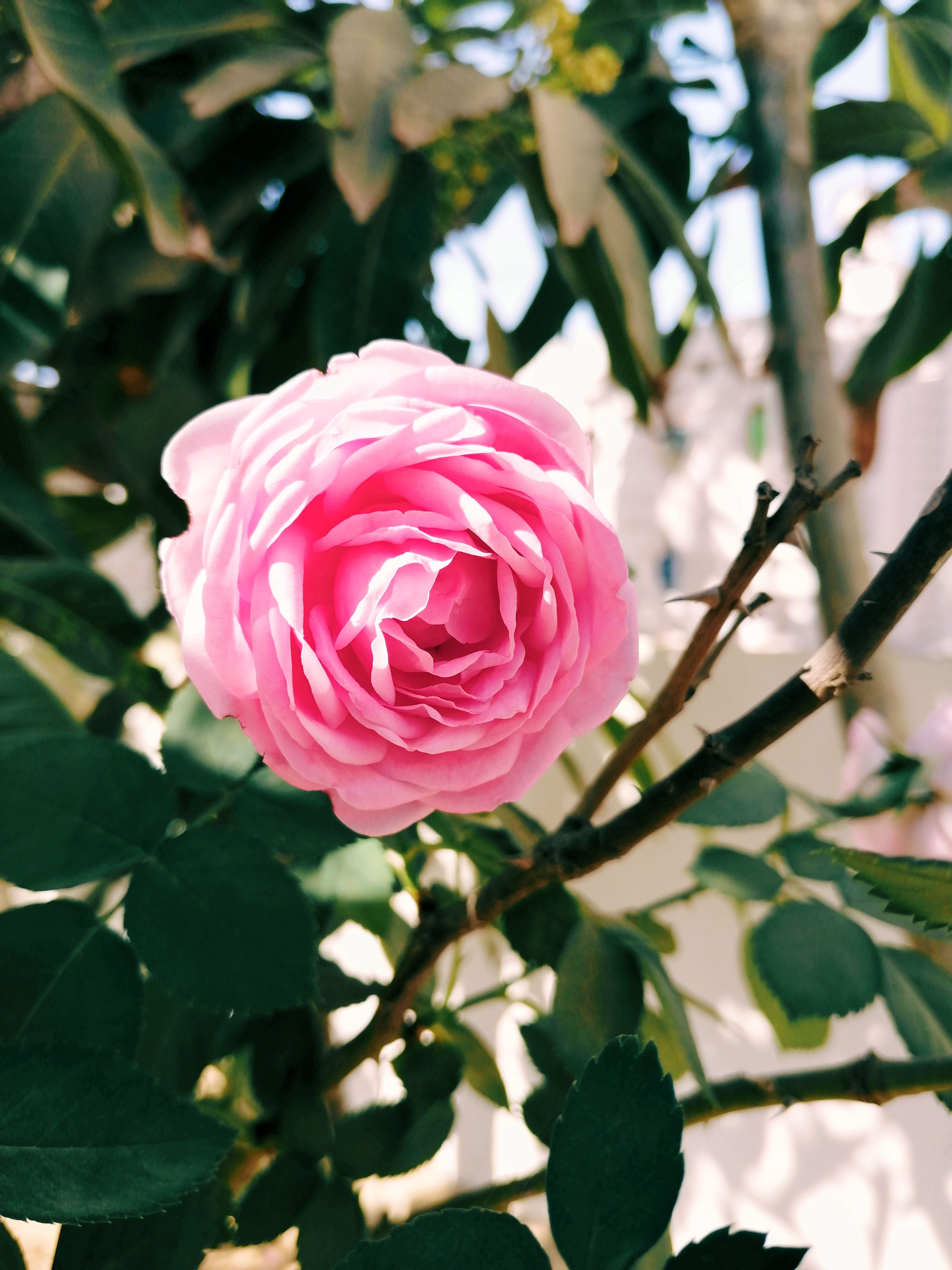 Pink Rose in Bloom · Free Stock Photo
