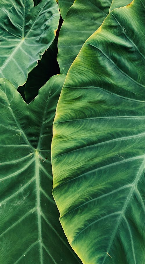 Close-Up Shot Of A Big Leaves