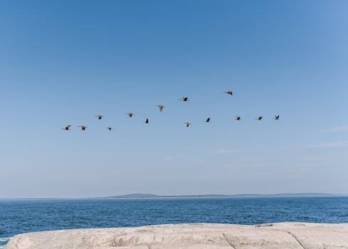 A serene view of birds flying over a calm sea with a clear blue sky in the background.