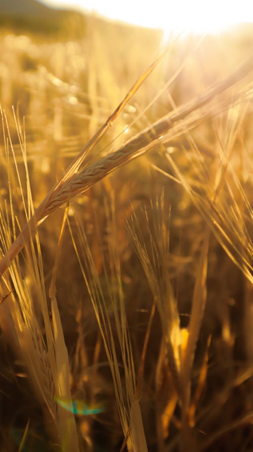 Brown Wheat in Close Up Photography