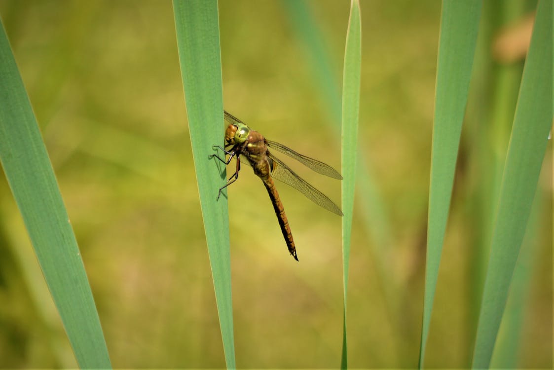 Free Macro Shot of Dragonfly on a Leaf Stock Photo