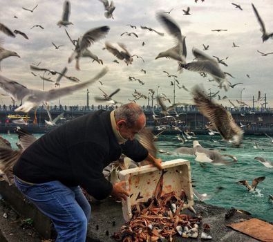 Flock of Seagulls Flying Over a Fisherman Throwing Out Fish Guts