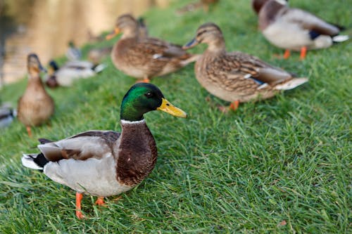 Close-up Photo of Mallard Duck 
