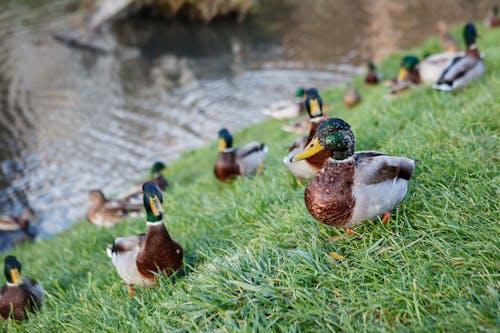 Mallard Ducks near Pond 