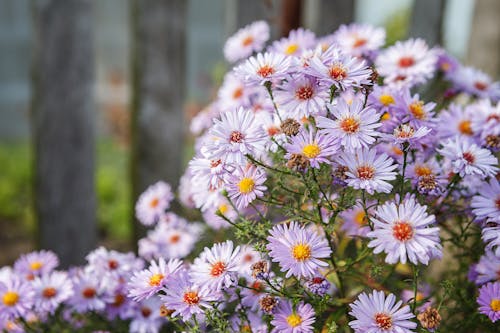 Bunch of Pretty White Daisies 