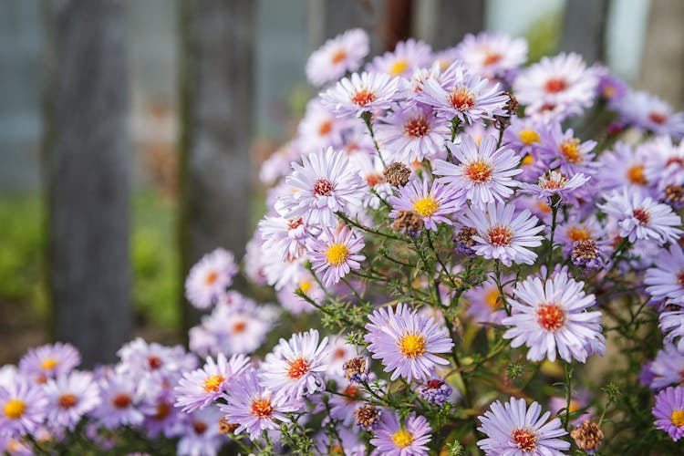 Bunch Of Pretty White Daisies 