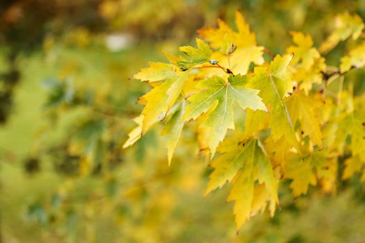 Close-up of vibrant yellow and green maple leaves in fall, highlighting natural beauty.