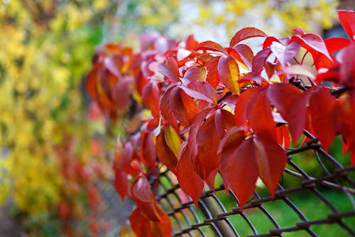 Free Red Leaves in Tilt Shift Lens Stock Photo