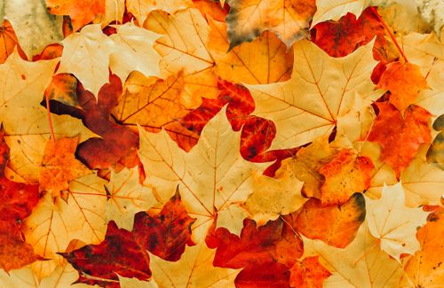 Free Bright and vivid autumn maple leaves in red, orange, and yellow hues, showcasing the beauty of fall. Stock Photo