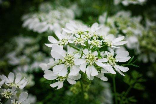 Detailed close-up of blooming white umbelliferous flowers in natural setting.