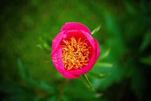 Free Close-up of a vibrant pink flower with vivid green background, showcasing delicate petals. Stock Photo
