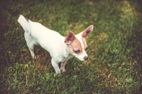 Close-up Photo of a Terrier Dog 