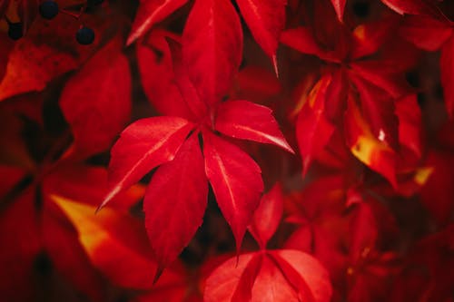 Close-Up Photograph of Red Leaves