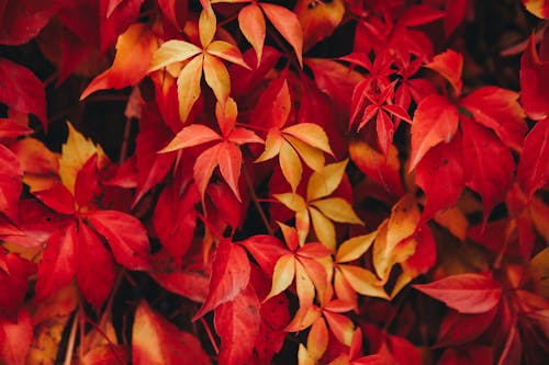 Gratis Fotos de stock gratuitas de efecto maqueta, enfoque superficial, hojas rojas Foto de stock