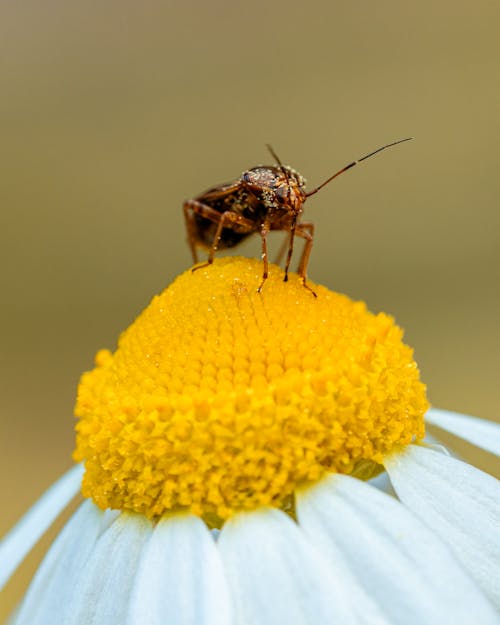 Δωρεάν στοκ φωτογραφιών με beetle, αντένα, ασπόνδυλος