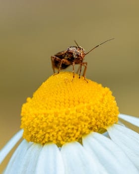 Close-up image of a beetle standing on a vibrant yellow flower petal.