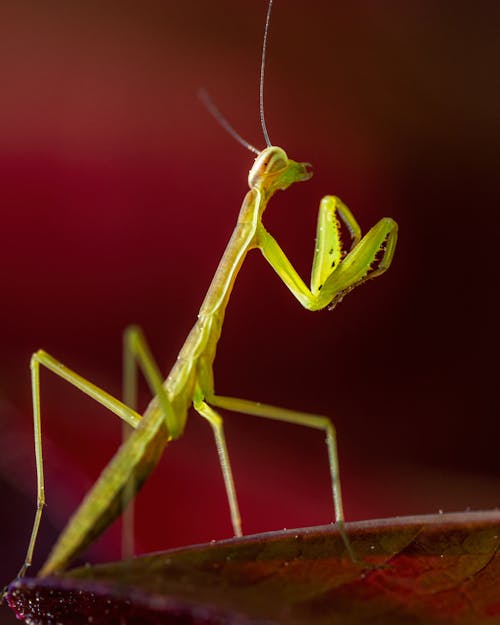 Free Macro Shot of a Green Praying Mantis Stock Photo