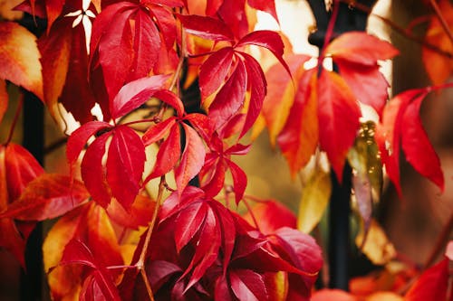 Close-up Photo of Red Leaves