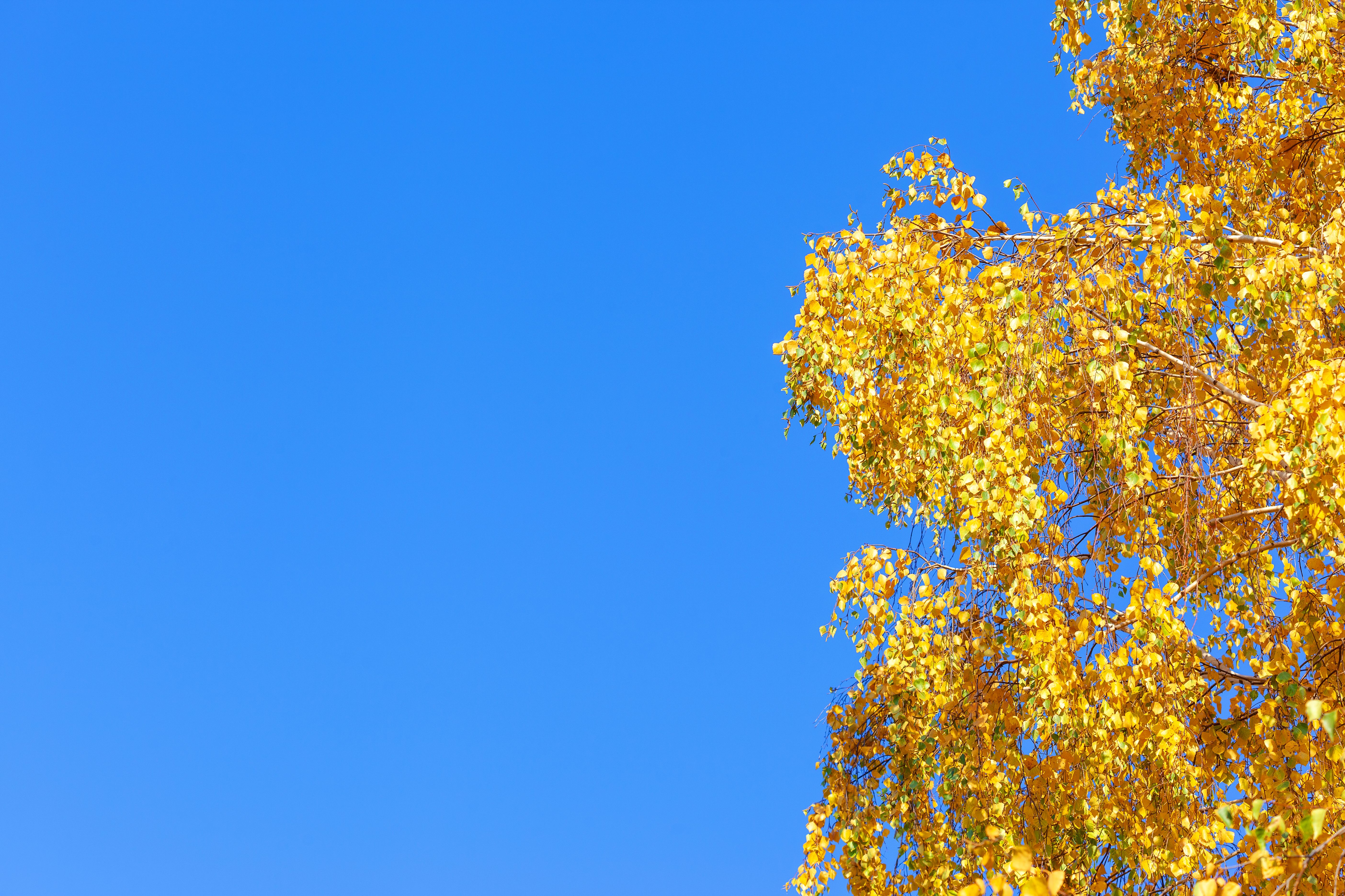 Photo of a Tree with Yellow Leaves Under a Blue Sky · Free Stock Photo