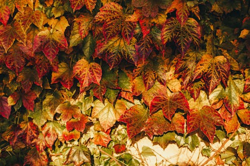Immagine gratuita di acero, avvicinamento, foglie