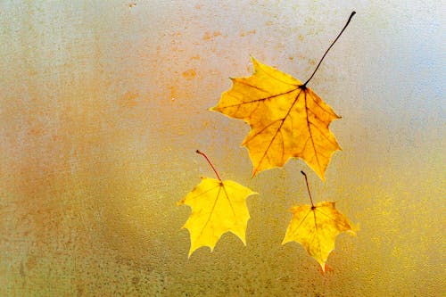 Immagine gratuita di foglie autunnali, foglie d'acero