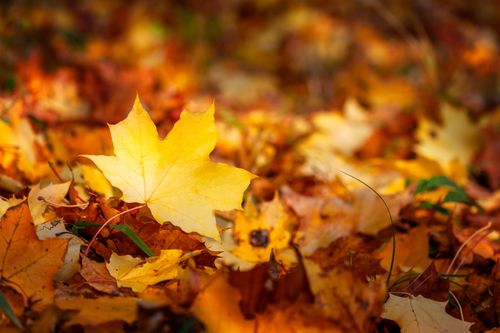 Free A close-up shot of vibrant autumn maple leaves, showcasing rich seasonal colors. Stock Photo