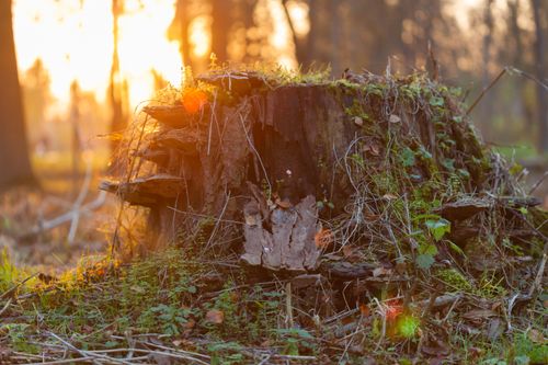 Free A captivating sunset illuminates a moss-covered tree stump in a serene forest clearing. Stock Photo