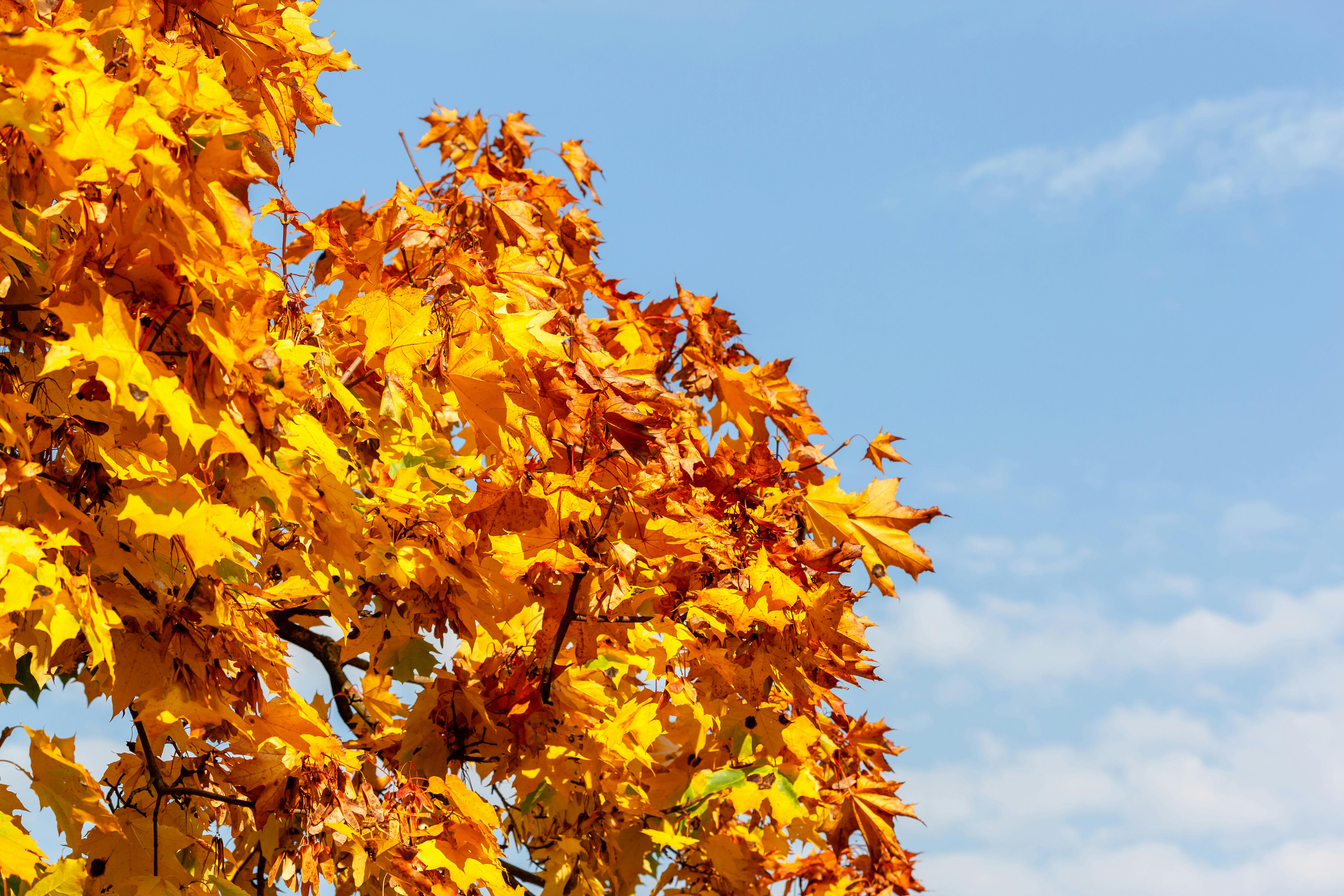 yellow leaves on tree branches under the sky