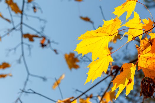 Vibrant yellow maple leaves in focus against a clear blue sky, capturing the essence of fall.
