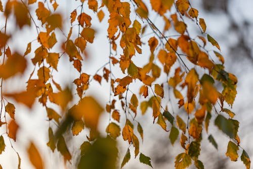 Ingyenes stockfotó ágak, barna levelek, botanikus témában Stockfotó
