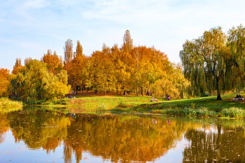 Immagine gratuita di acqua, alberi, bellissimo