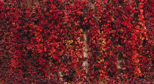 Free Red Vine of Leaves on the Wall Stock Photo