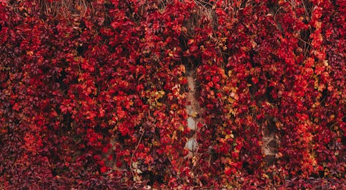 Red Vine of Leaves on the Wall