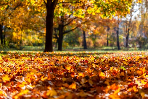 Foto profissional grátis de chão, cores de outono, declínio