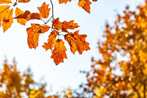 Free Bright orange autumn leaves captured in sharp focus with a blurred background, evoking the essence of fall. Stock Photo